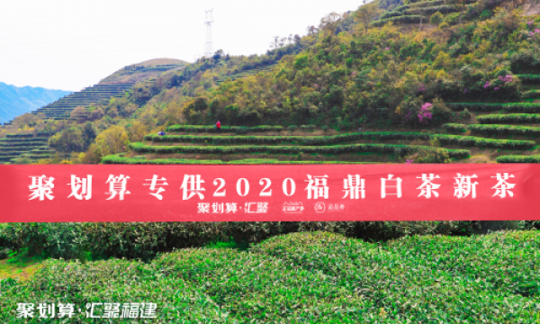 聚划算汇聚福建携手福鼎白茶开茶节，赏2020新春白茶